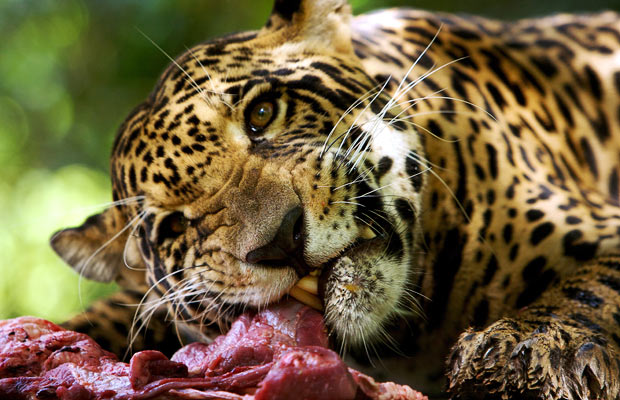 tiger meat.jpg